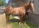 Quarter Horse - Horse for Sale in Minneapolis, MN 55401 Quarter Horse - Horse for Sale in Minneapolis, MN 55401