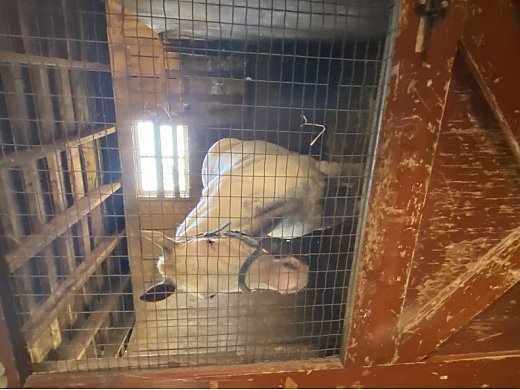 Quarter Horse Paint Mare