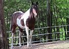 - Gelding in Benton, PA - Gelding in Benton, PA