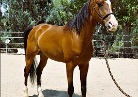 Arabian (Arabian, Gelding) in Visalia, CA