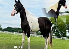 Spotted Saddle - Horse for Sale in , TN 37091