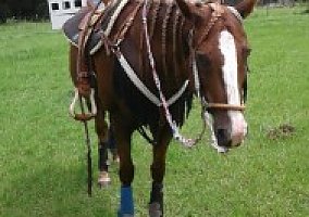 Quarter Horse (Quarter Horse, Mare) in Lake City, FL