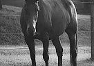 Knight - Gelding in Stewartstown, PA Knight - Gelding in Stewartstown, PA