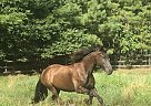 Magic - Mare in Rome, GA Magic - Mare in Rome, GA
