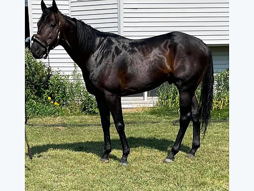TB Stallion - Breeding Prospect!