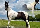 Spotted Saddle - Horse for Sale in , TN 37091