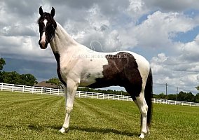 Spotted Saddle (Spotted Saddle, Gelding) in TN