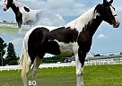 Spotted Saddle - Horse for Sale in , TN 37091