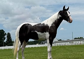 Spotted Saddle (Spotted Saddle, Mare) in TN
