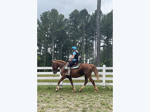Trail Horse Deluxe and More!