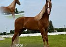Tennessee Walking - Horse for Sale in , TN 37091