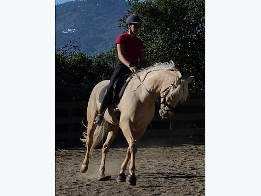 1/2 Lease Andalusian Gelding