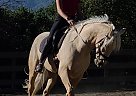 Andalusian - Horse for Sale in San Jose, CA 95129