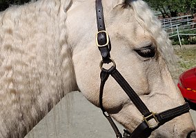 Andalusian / PRE (Andalusian / PRE, Gelding) in San Jose, CA