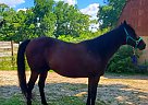 Thoroughbred - Horse for Sale in Harrison, OH 45030 Thoroughbred - Horse for Sale in Harrison, OH 45030
