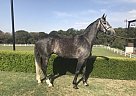 Dutch Warmblood - Horse for Sale in Doral, FL 33178