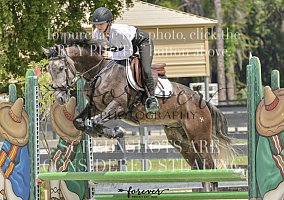Warmblood (Warmblood, Gelding) in Doral, FL