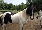 Tennessee Walker Tennessee Walking Gelding