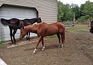 Quarter Horse Quarter Horse Mare