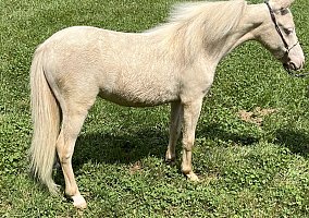 Miniature Horse