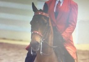 Morgan (Morgan, Gelding) in Thomasvillw, NC
