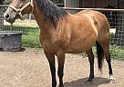 Quarter Horse - Horse for Sale in Rockdale, TX 76567 Quarter Horse - Horse for Sale in Rockdale, TX 76567