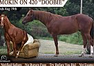 Quarter Horse - Horse for Sale in Sonora, KY 42776