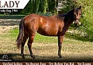 Quarter Horse - Horse for Sale in Fort Collins, CO 80524