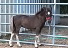 Snickers - Mare in Temple, TX Snickers - Mare in Temple, TX