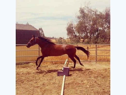 Beautiful bay Mare!