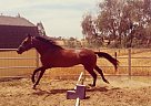 Standardbred - Horse for Sale in Elk Grove, CA 95624