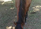 Prickorys - Stallion in Monticello, GA