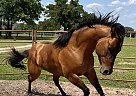 Quarter Horse - Horse for Sale in Rockdale, TX 76567 Quarter Horse - Horse for Sale in Rockdale, TX 76567