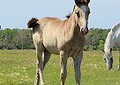 Other - Horse for Sale in Virden, MB R0M2C0 Other - Horse for Sale in Virden, MB R0M2C0