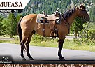 Quarter Horse - Horse for Sale in Fort Collins, CO 80524