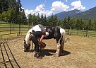 Gypsy Vanner - Horse for Sale in Nelson, BC V1L6R8