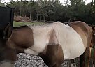Chacha - Mare in Duette, FL Chacha - Mare in Duette, FL