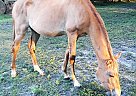 Hershey - Gelding in Duette, FL Hershey - Gelding in Duette, FL