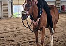 Quarter Horse - Horse for Sale in Erie, CO 80516