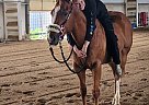 Quarter Horse - Horse for Sale in Erie, CO 80516 Quarter Horse - Horse for Sale in Erie, CO 80516