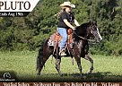 Quarter Pony - Horse for Sale in , KY 40403
