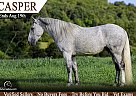 Quarter Pony - Horse for Sale in , KY 40403