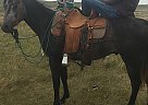 Apache Dean - Gelding in Whitman, NE Apache Dean - Gelding in Whitman, NE