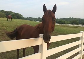 Quarter Horse (Quarter Horse, Gelding) in Thompson Station, TN