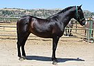 Andalusian - Horse for Sale in Canyon Country, CA 91387