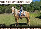Azteca - Horse for Sale in Monetta, SC 29105