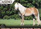 Draft - Horse for Sale in , KY 40403