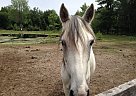 Paso Fino Mare for Sale in Sanford, Michigan Paso Fino Mare