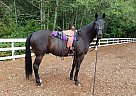 Standardbred - Horse for Sale in Victoria, BC V8R 2Z6