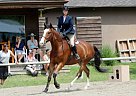 - Horse for Sale in Kelowna, BC V1Y3G9 - Horse for Sale in Kelowna, BC V1Y3G9